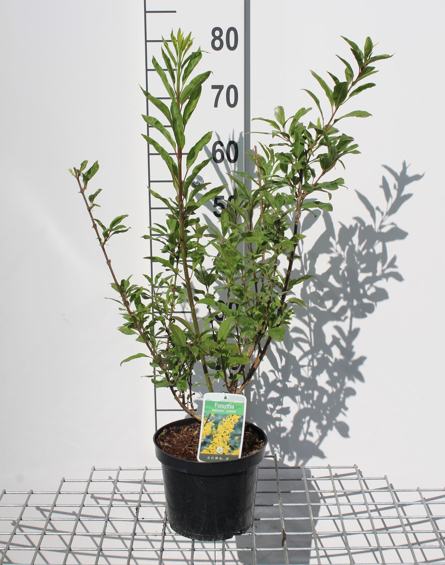 Forsythia x intermedia 'Lynwood' - pot - 50-60 cm