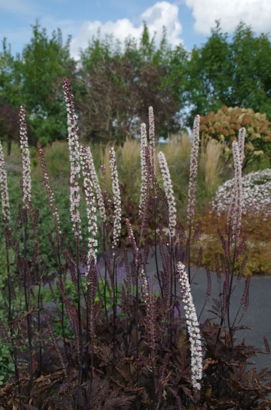 Plantenfiche-Actaea-simplex-Brunette-