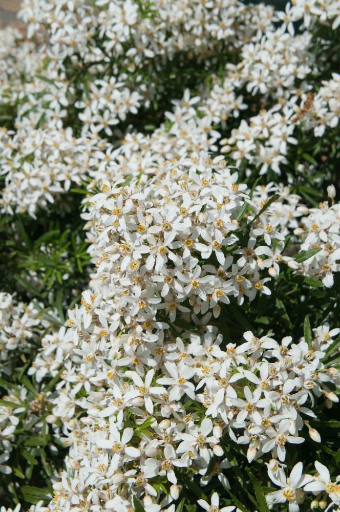 Plantenfiche-Choisya-ternata-Londaz-White-Dazzler-