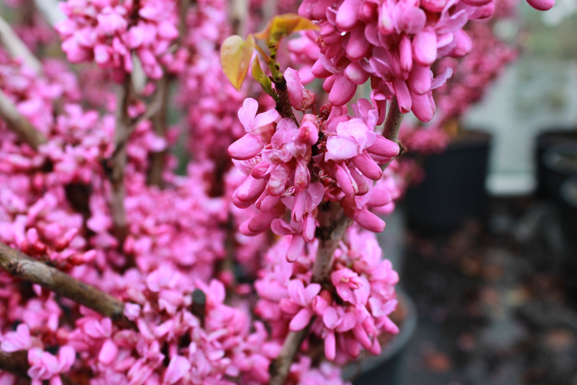 Cercis chinensis 'Avondale' - pot 12L - 60-80 cm