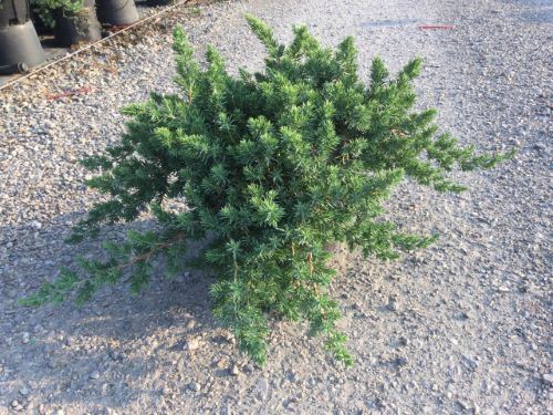 Juniperus conferta 'Blue Pacific' - pot 10L - 50-60 cm