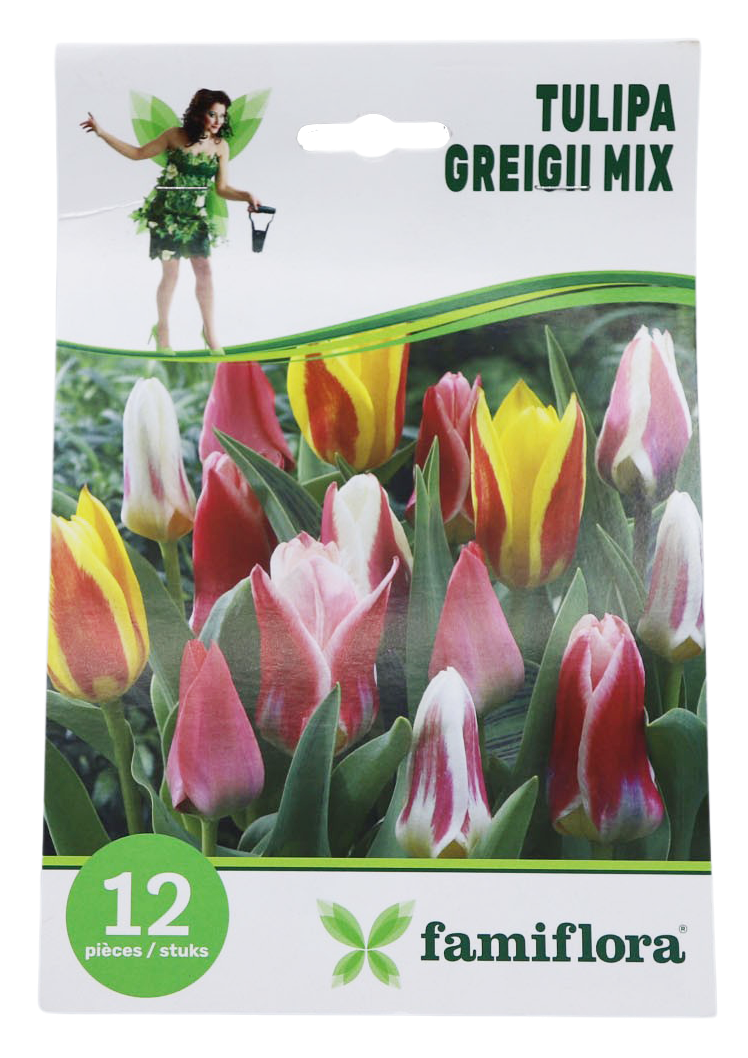 Famiflora Tulipa Greigii Mix - 12 bloembollen - Voorjaarsbloeiers