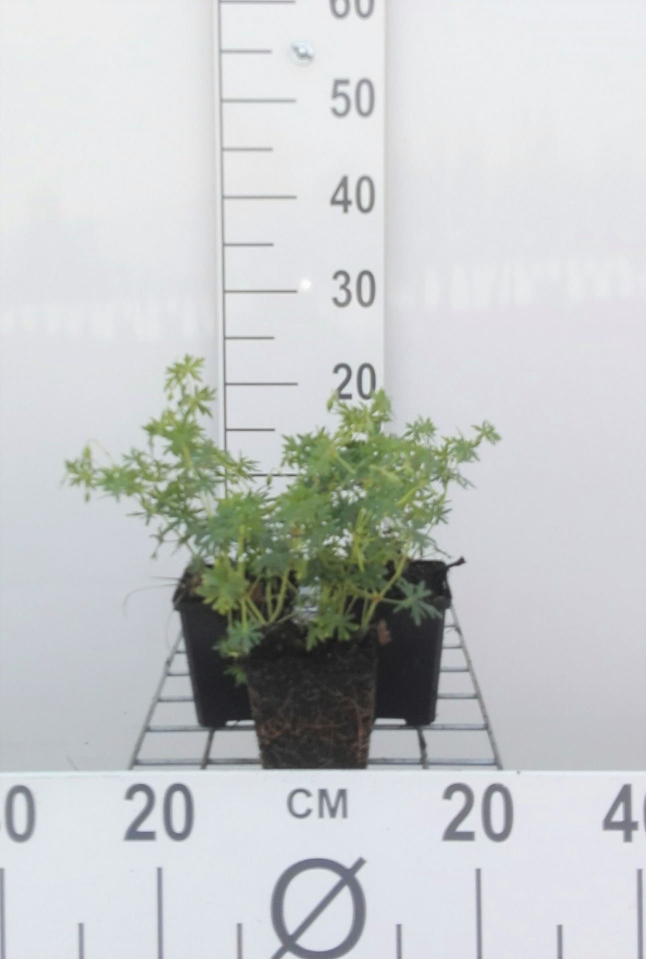 Geranium sanguineum 'Album' - pot 9x9 cm