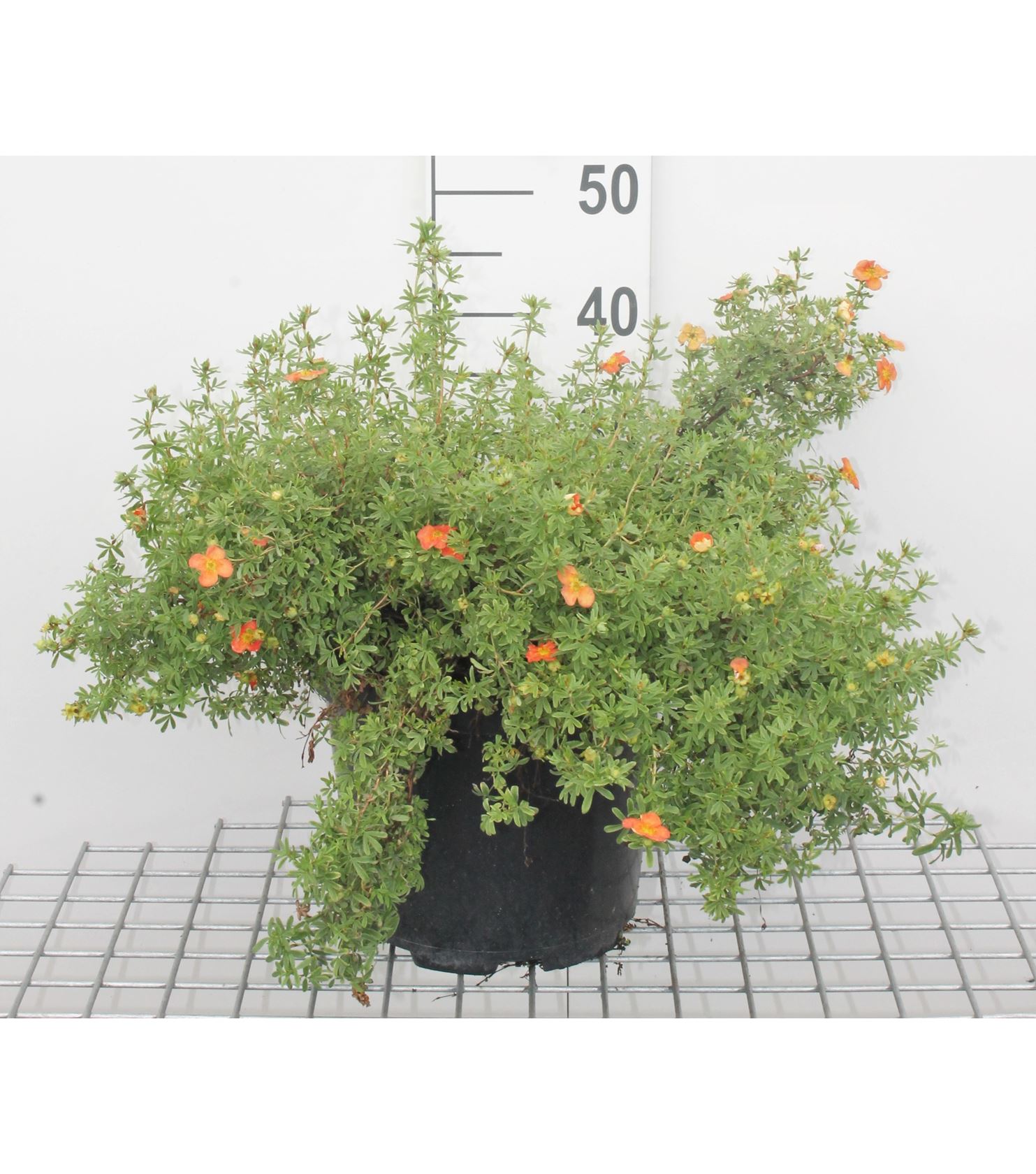 Potentilla fruticosa 'Red Ace' - pot 10L - 40-60 cm