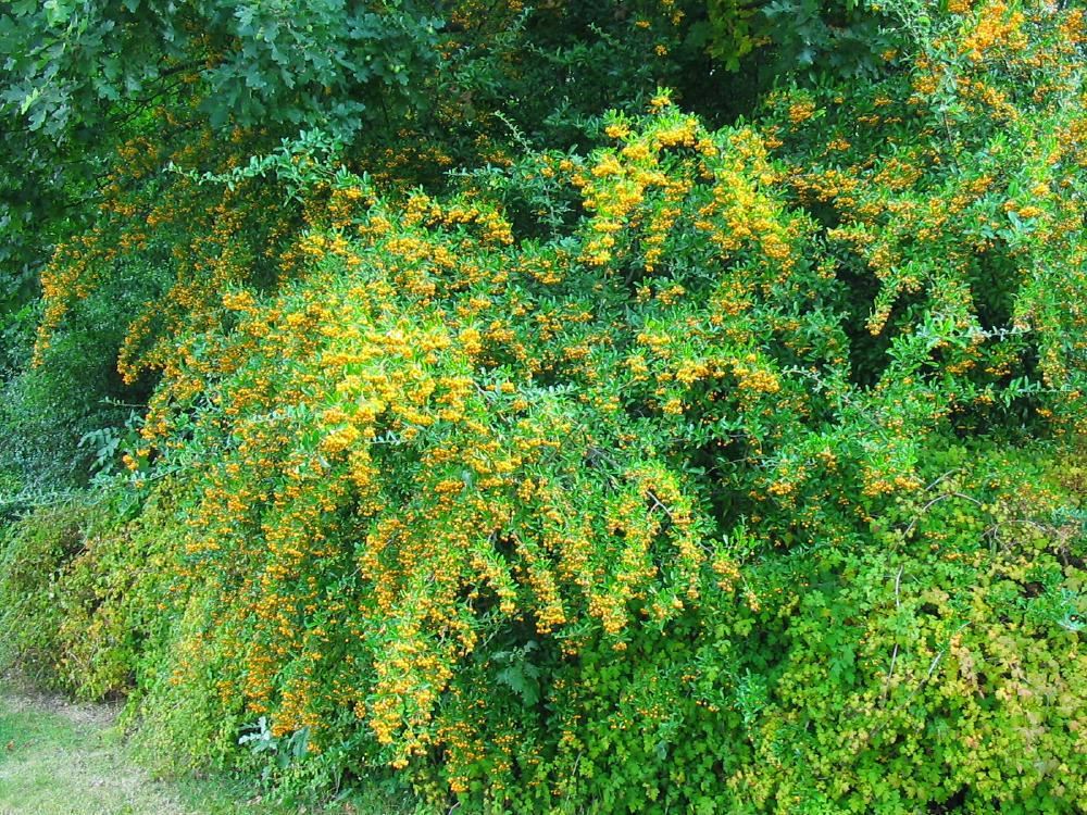 Plantenfiche-Pyracantha-Soleil-d-Or-