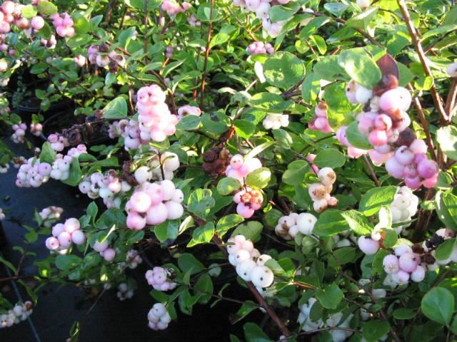 Plantenfiche-Symphoricarpos-x-doorenbosii-Mother-of-Pearl-