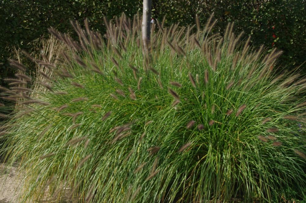 Plantenfiche-Pennisetum-alopecuroides-Herbstzauber-