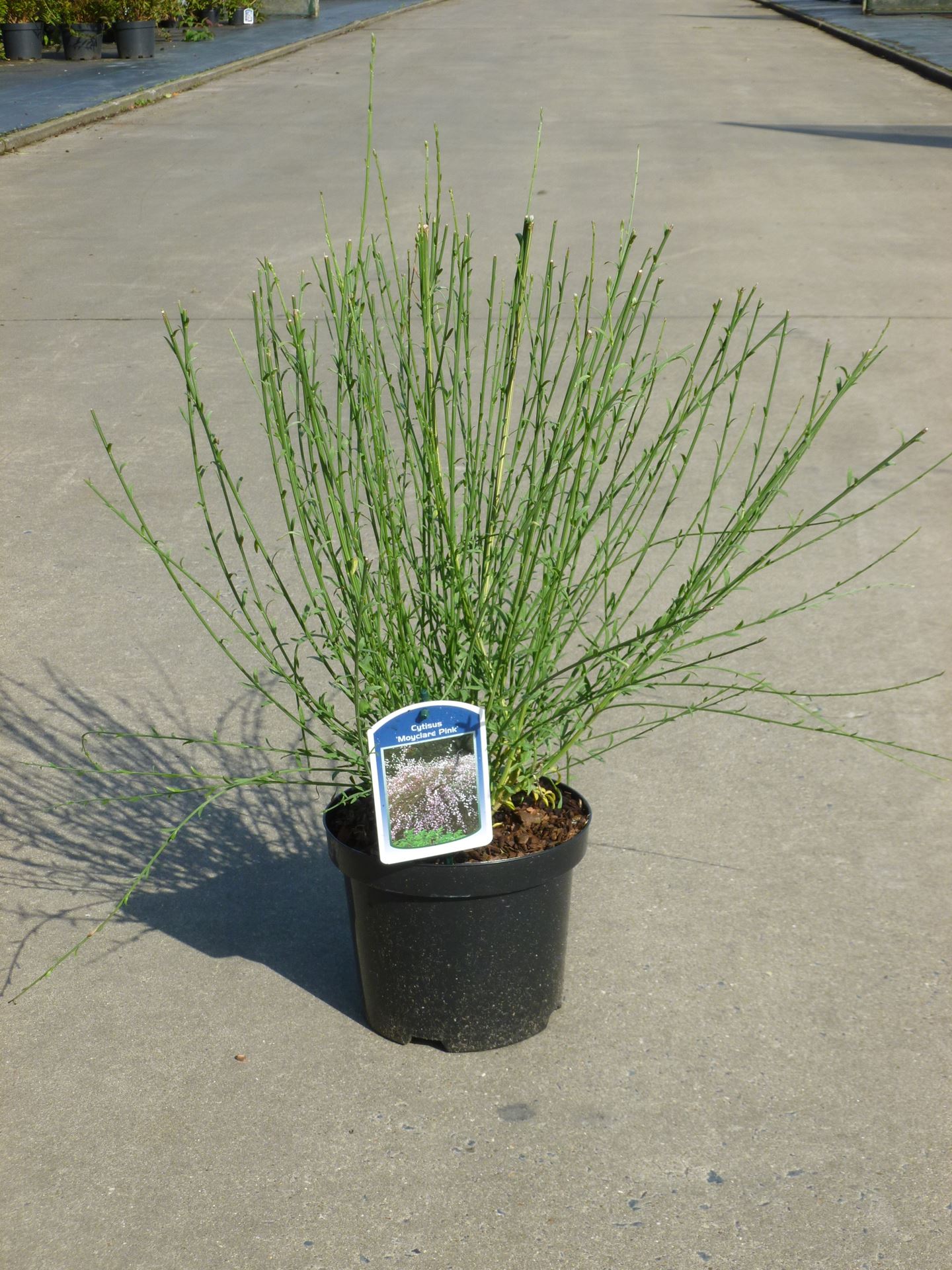Cytisus 'Moyclare Pink' - pot - 40-60 cm