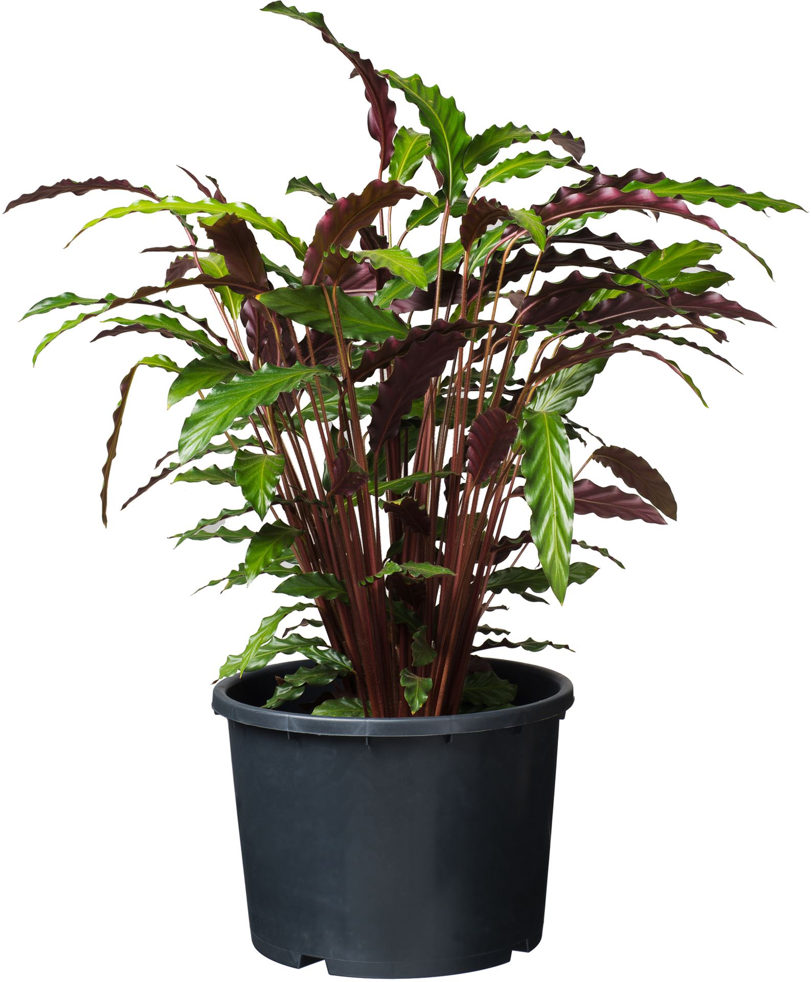 Ritzi-container-12l-H24x-30cm