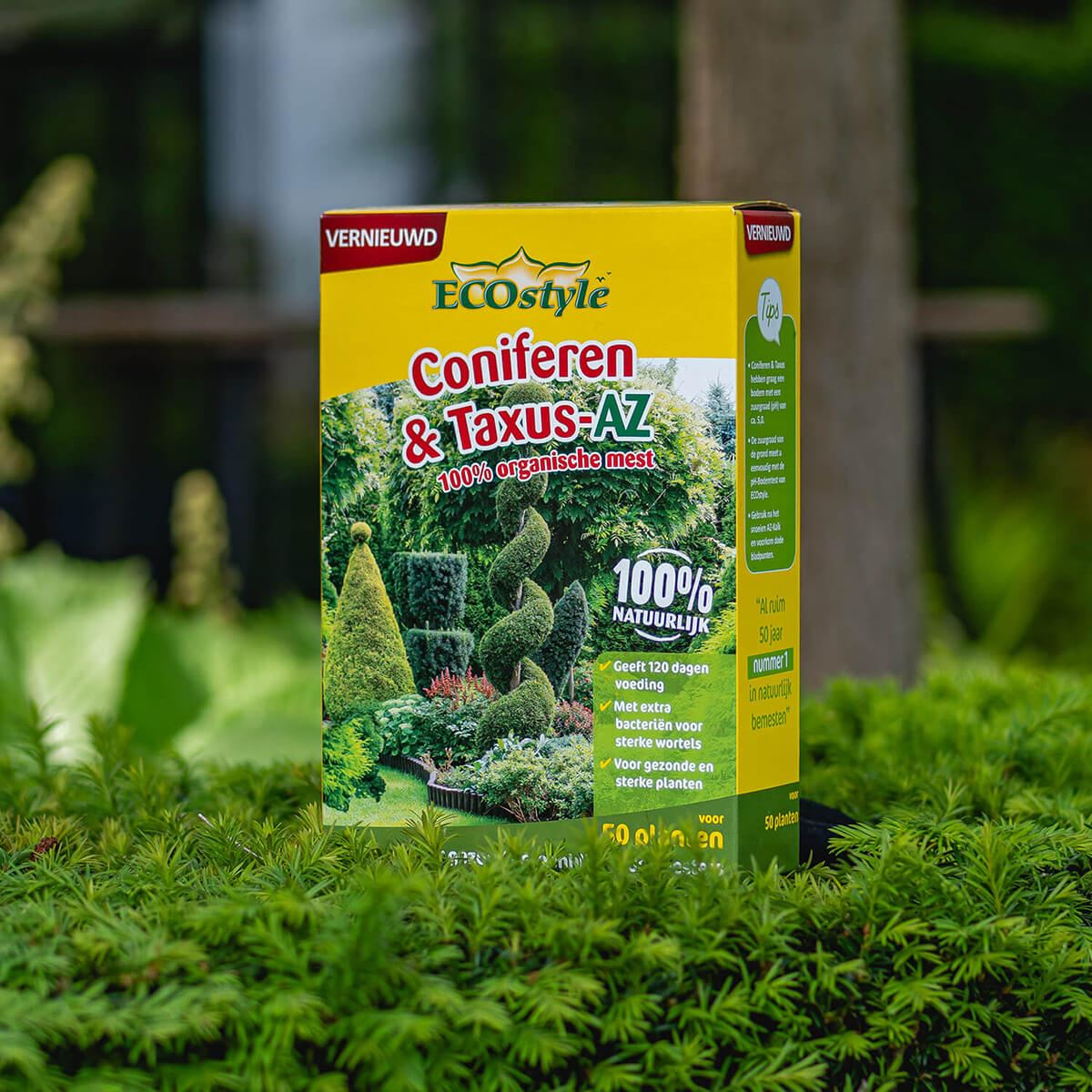 Coniferen-Taxus-AZ-1-6-kg