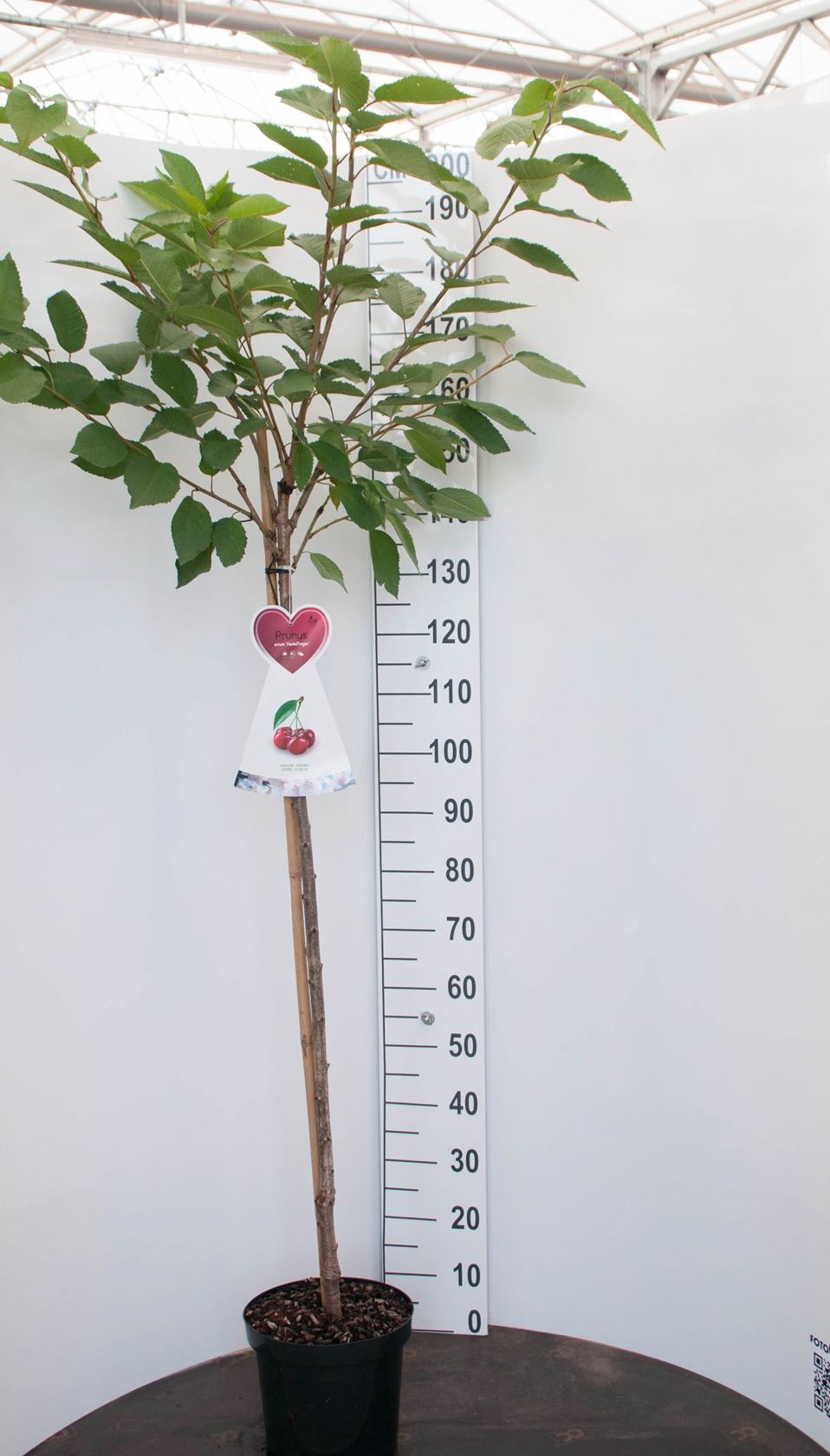 Prunus avium 'Hedelfinger Riesenkirsche' - pot - halfstam boom