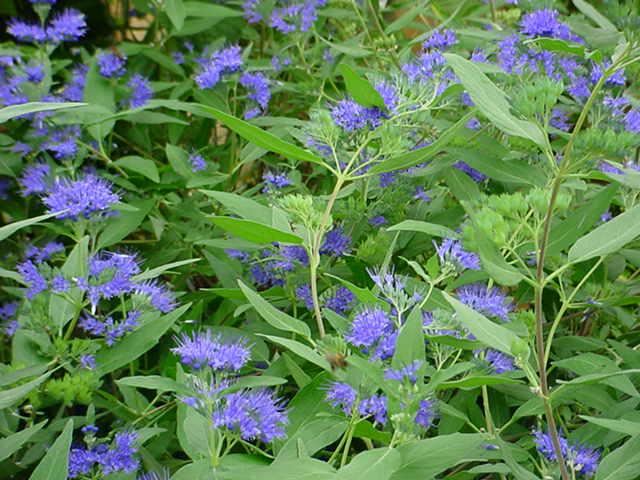 Plantenfiche-Caryopteris-x-clandonensis-Heavenly-Blue-