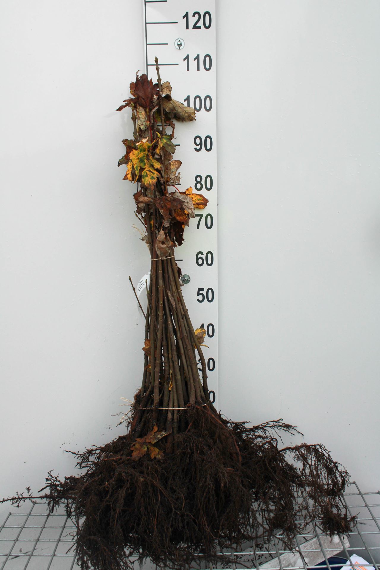 Acer pseudoplatanus - bare root - 60-90 cm