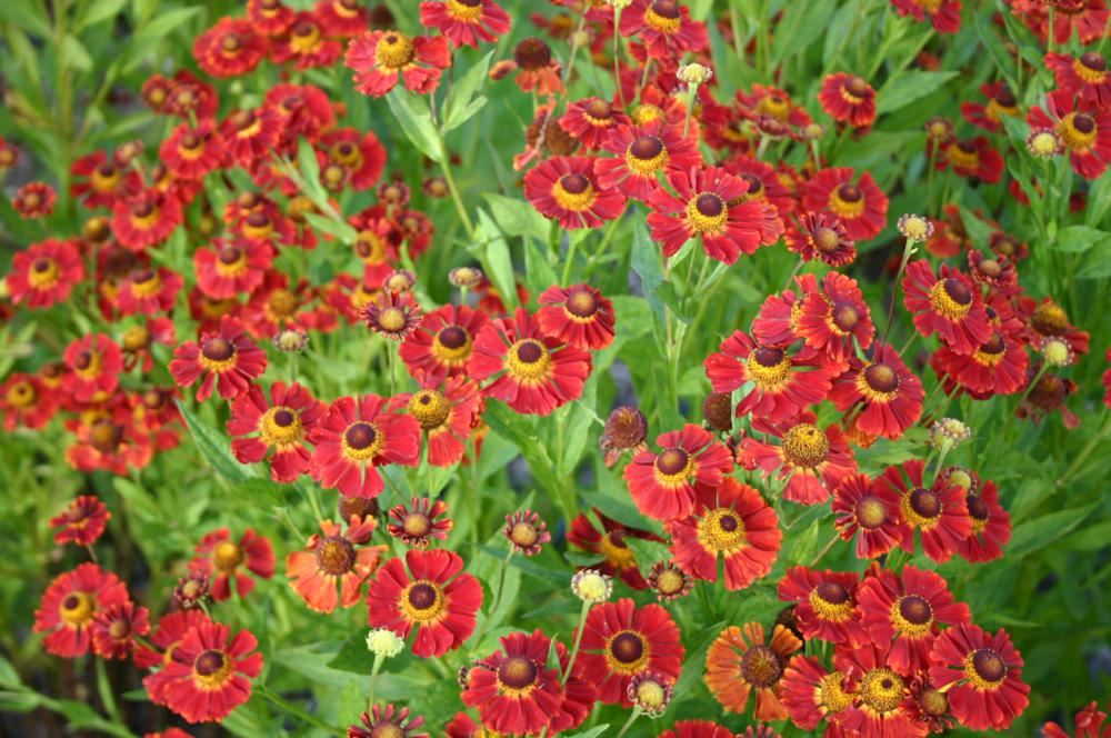 Plantenfiche-Helenium-Dunkle-Pracht-