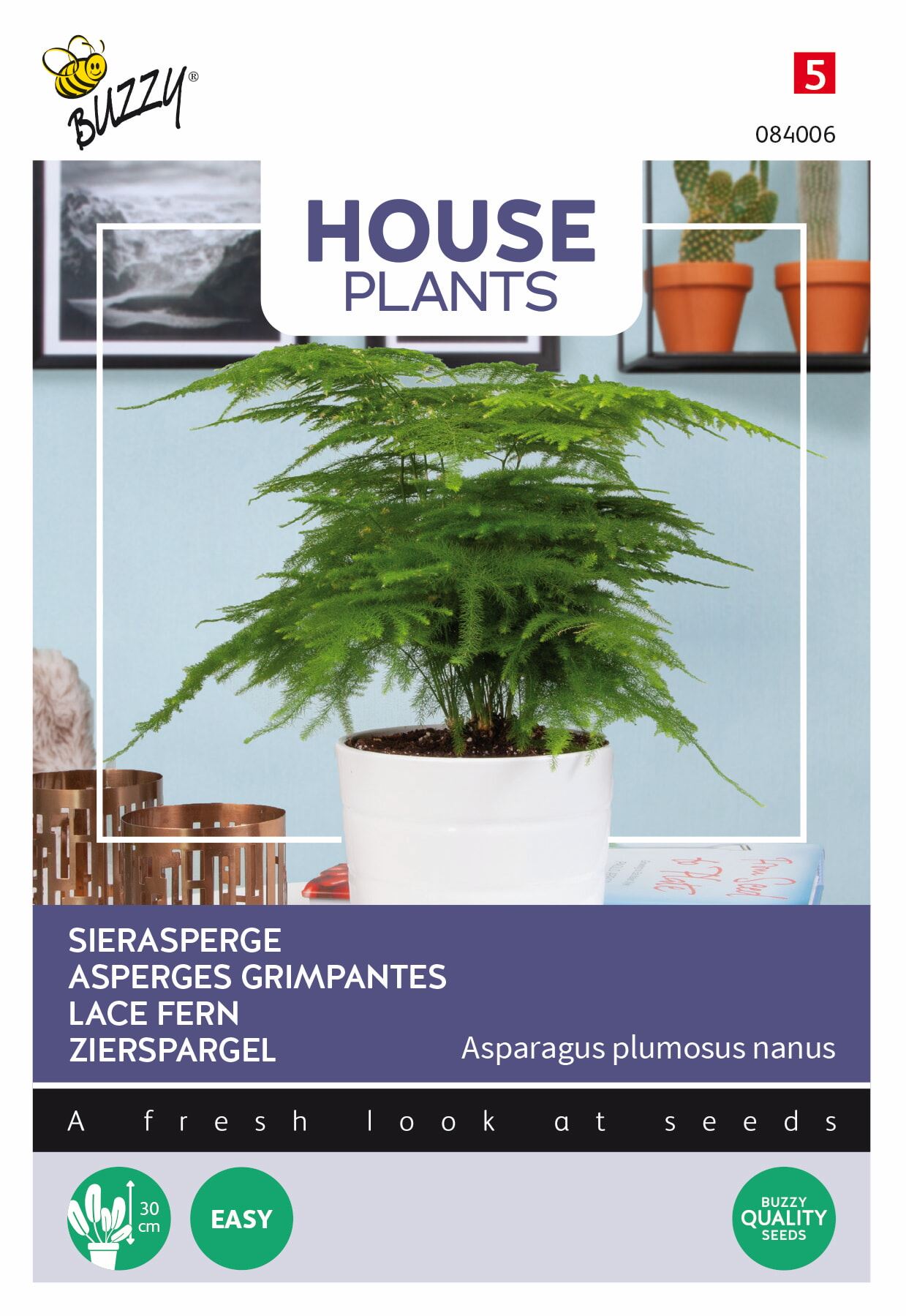 Buzzy-House-Plants-Asparagus-plumosus-nanus