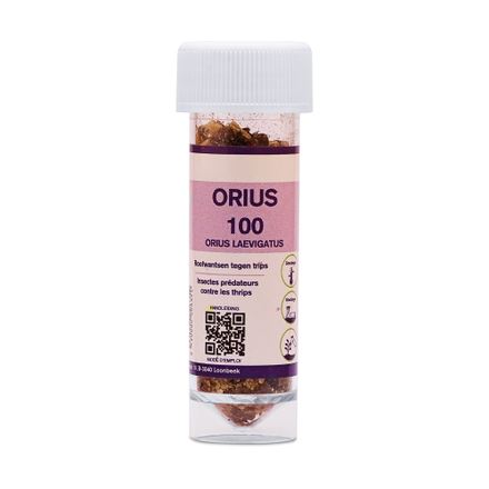 Orius-500-stuks-roofwantsen-tegen-volwassen-trips