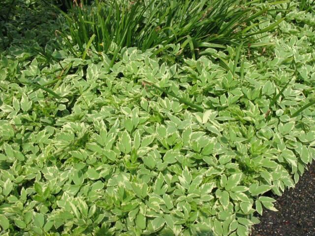 Plantenfiche-Aegopodium-podagraria-Variegatum-