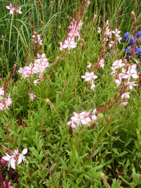 Plantenfiche-Gaura-lindheimeri-Harrosy-Rosy-Jane-