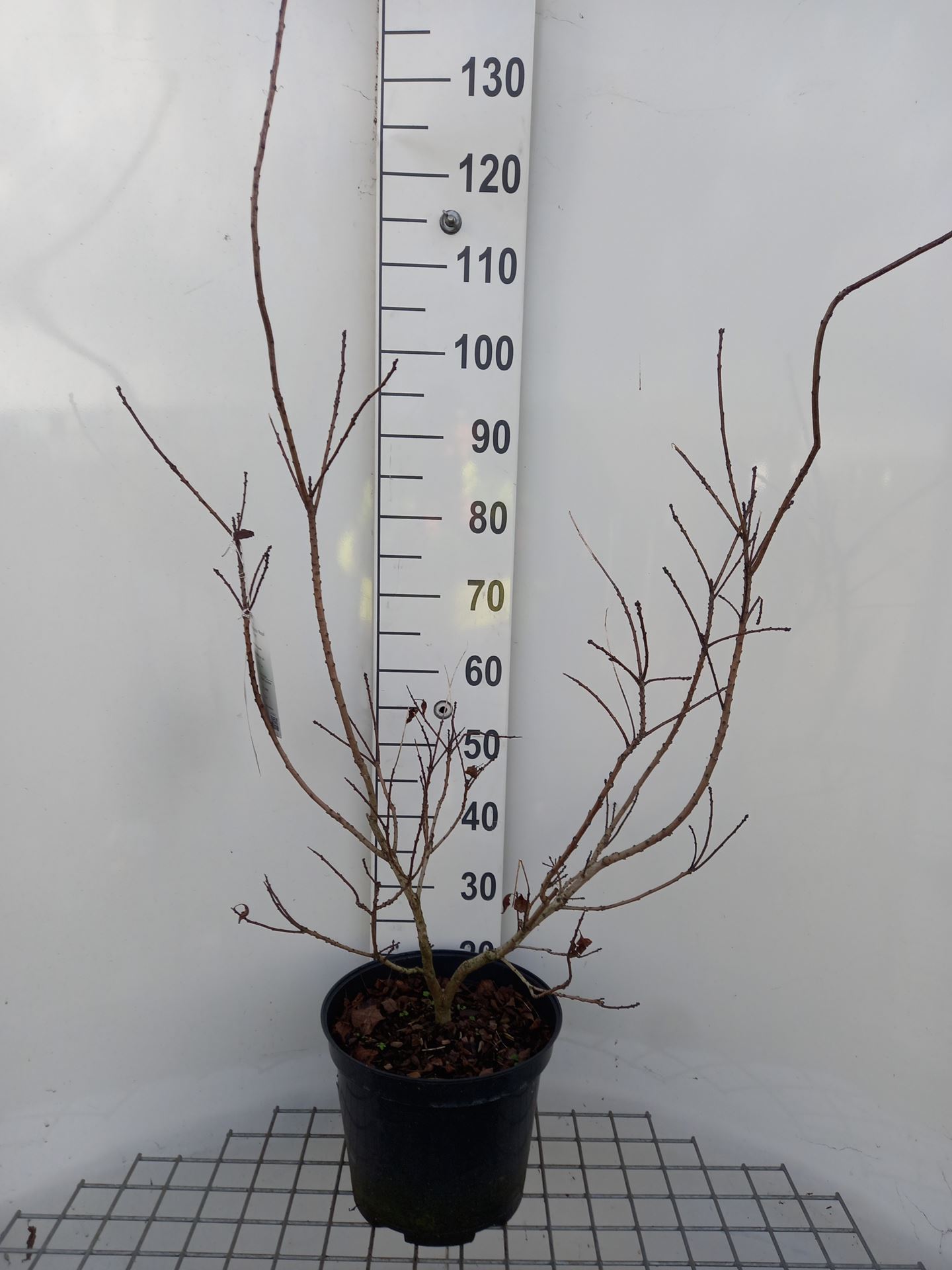 Cotinus coggygria 'Royal Purple' - pot 10L - 60-80 cm