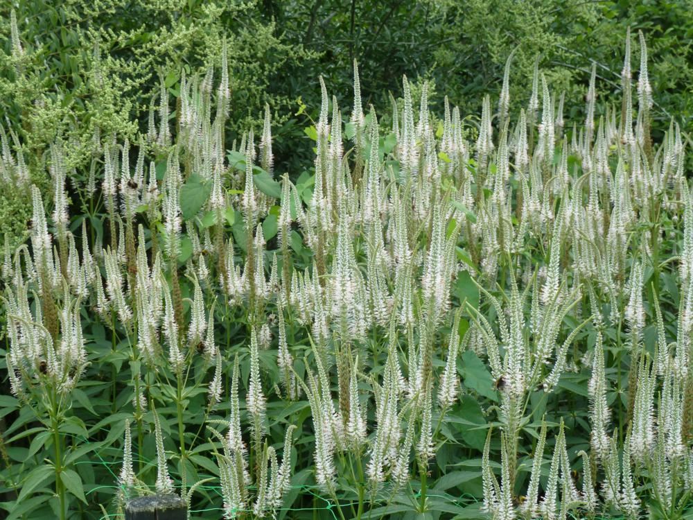 Plantenfiche-Veronicastrum-virginicum-Pink-Glow-