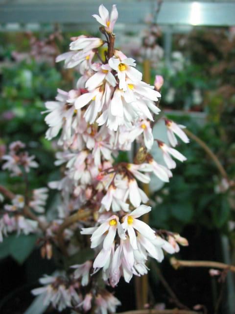 Plantenfiche-Abeliophyllum-distichum