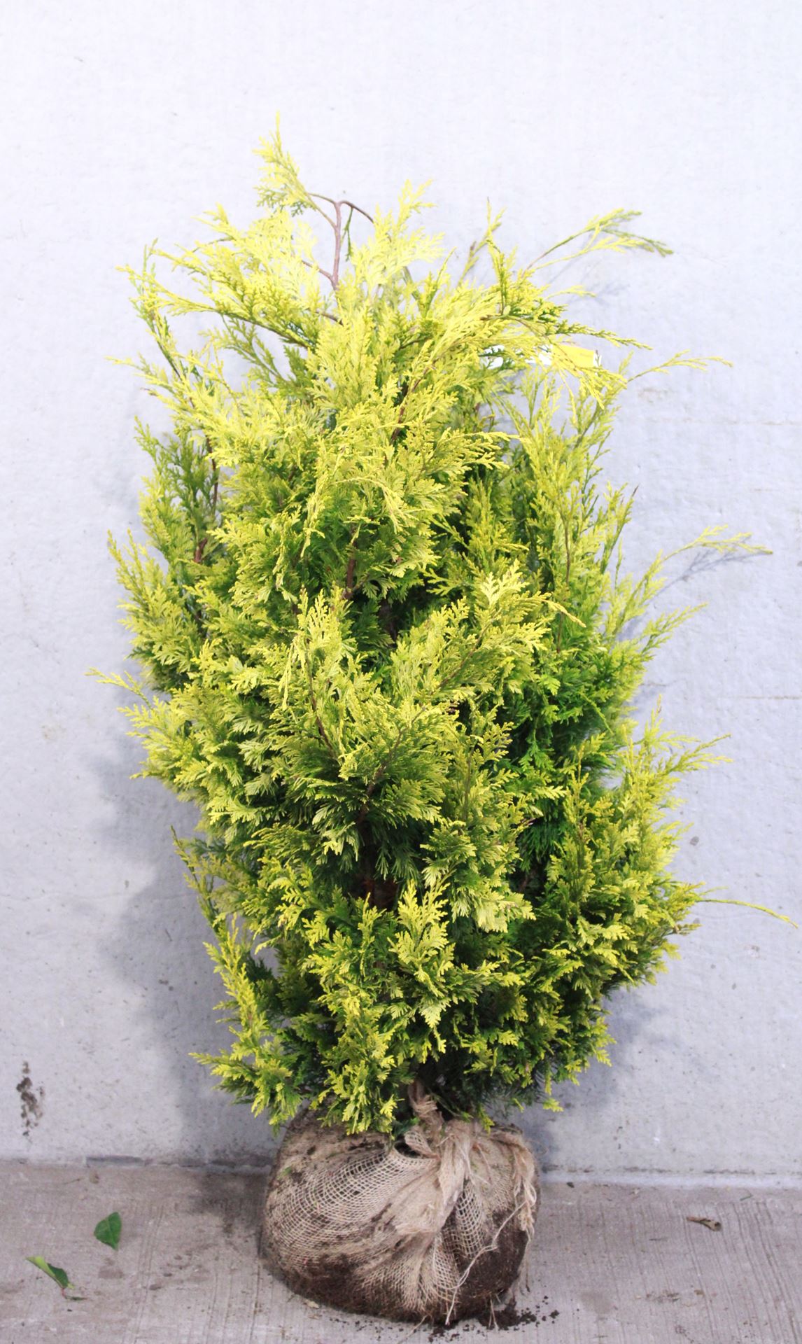 Chamaecyparis lawsoniana 'Ivonne' - clod of earth - 100-125 cm