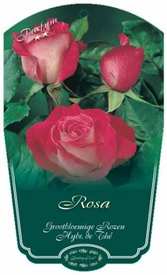 Rosa 'Gaumo' (Rose Gaujard) - pot