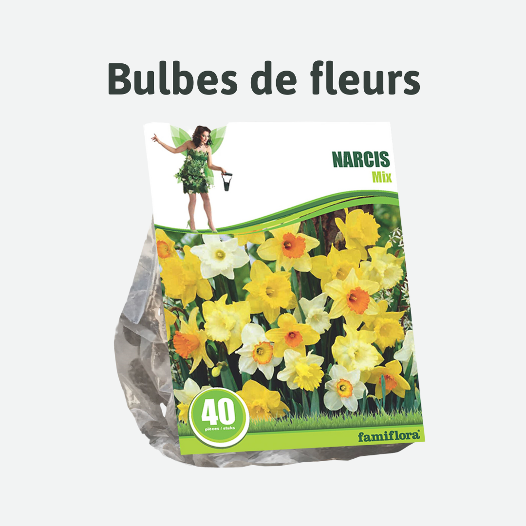 bulbes de fleurs