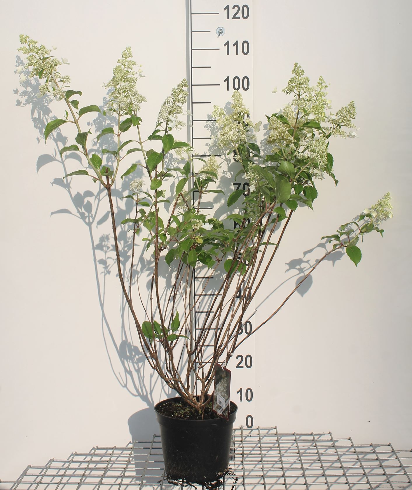 Hydrangea paniculata 'Kyushu' - pot - 40-50 cm