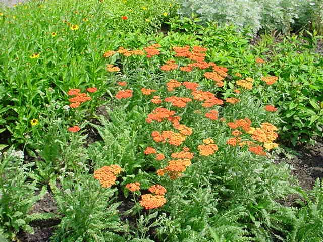 Plantenfiche-Achillea-Terracotta-