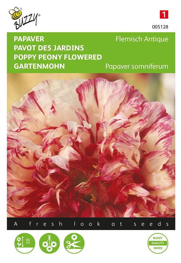 Buzzy-Papaver-Slaapbol-Flemish-Antique