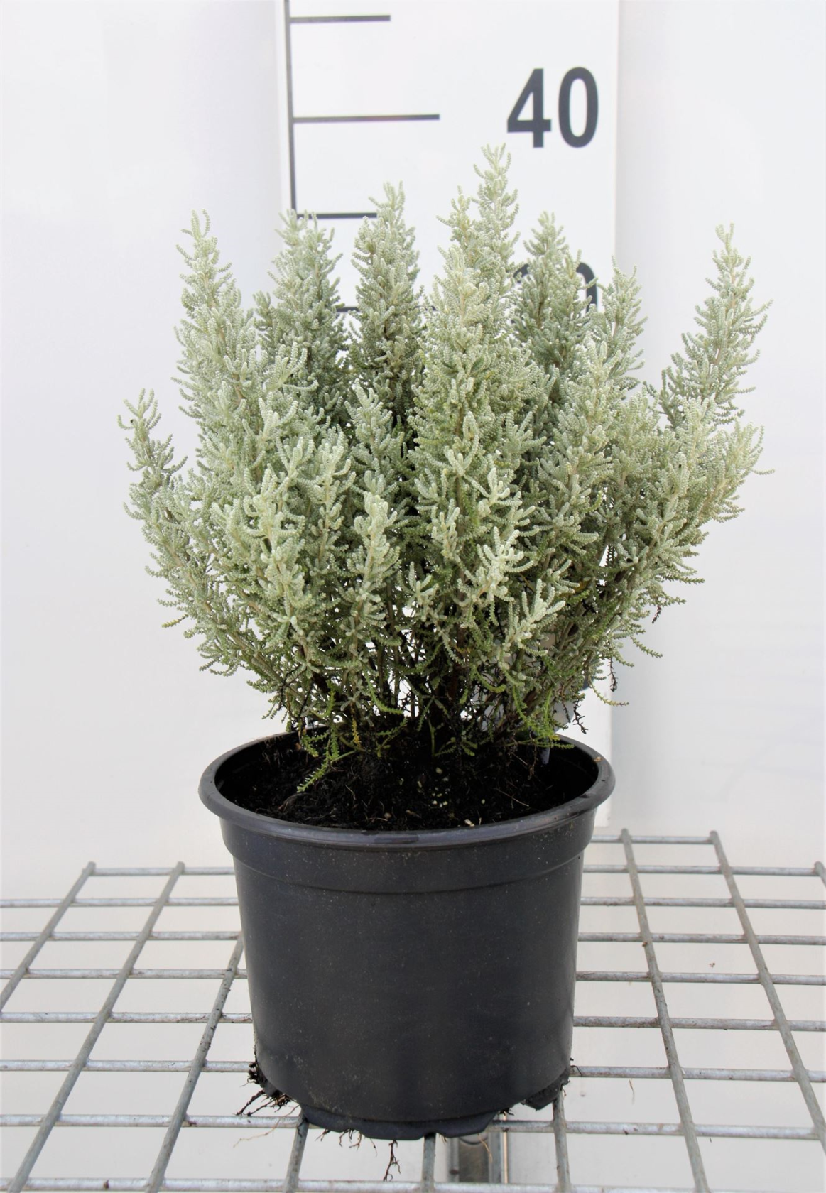 Santolina chamaecyparissus - pot 2L