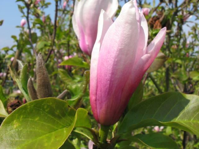 Plantenfiche-Magnolia-Heaven-Scent-