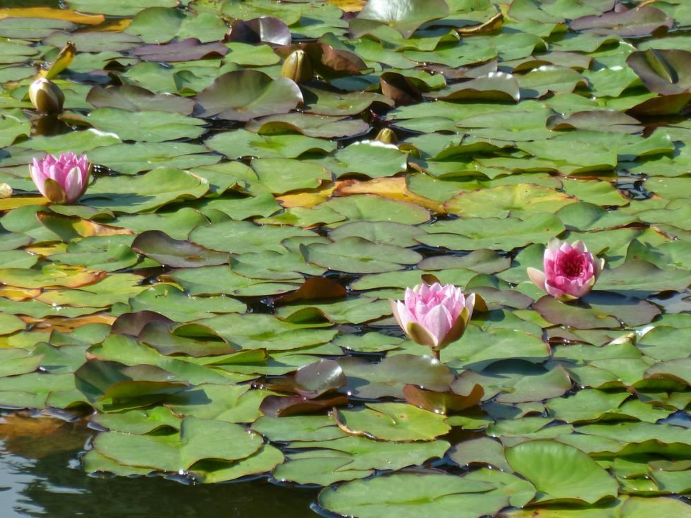 Plantenfiche-Nymphaea-Fabiola-