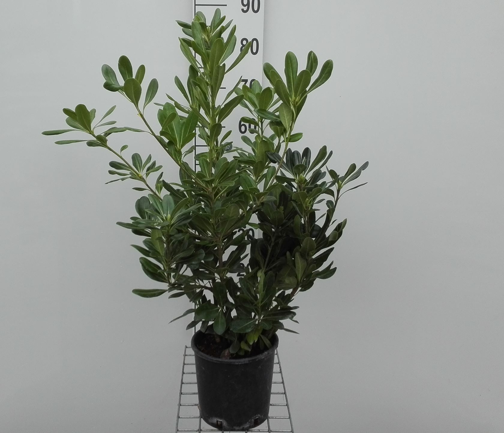 Pittosporum tobira - pot 3L - 40-50 cm