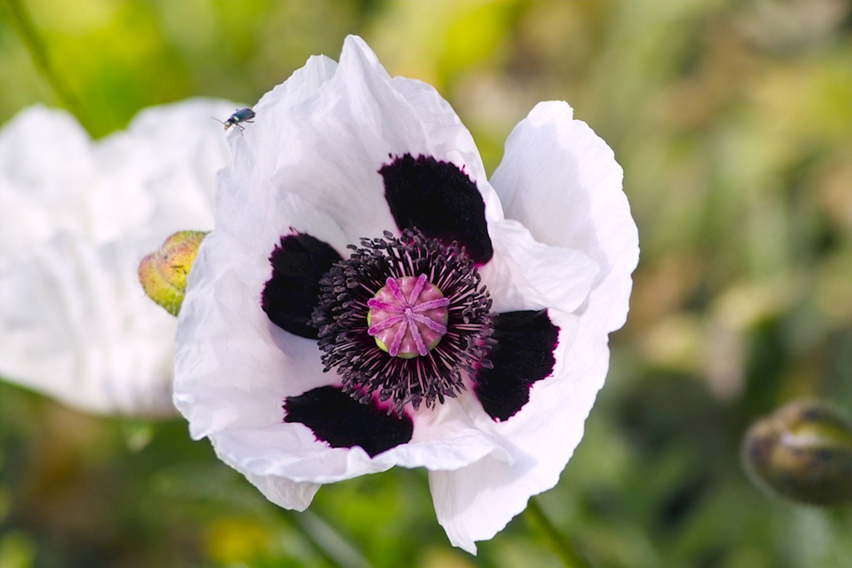 Plantenfiche-Papaver-orientale-Royal-Wedding-