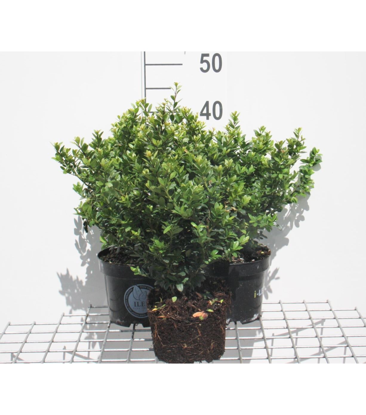 Ilex crenata 'Icoprins11' (Dark Green) - pot 2L - 20-25 cm - struik