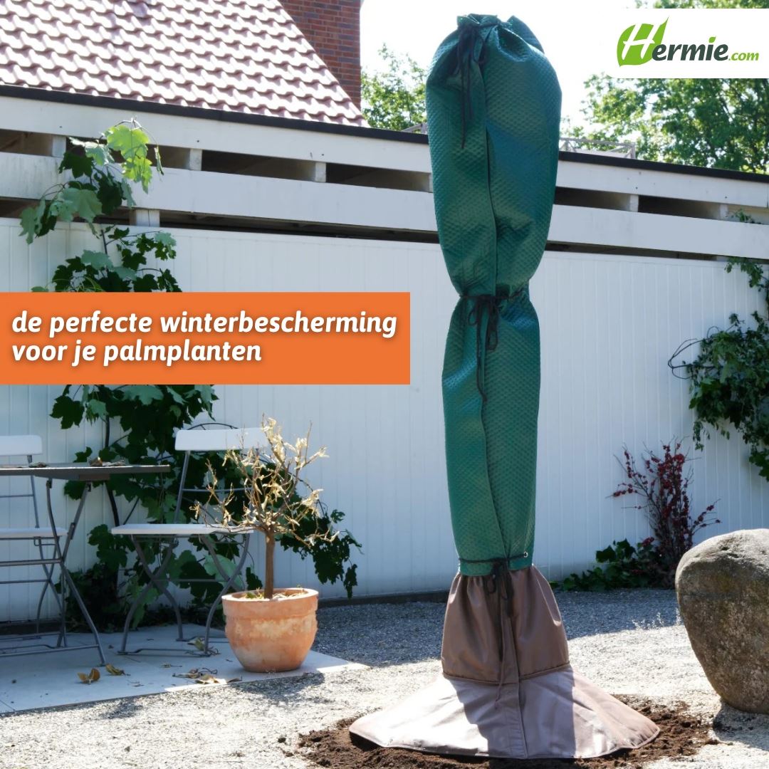 Palmboom-stam-bescherming