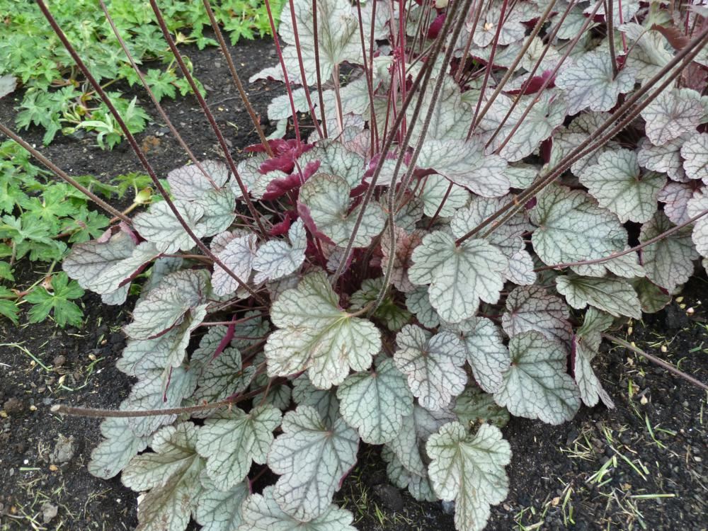 Plantenfiche-Heuchera-Silver-Scrolls-