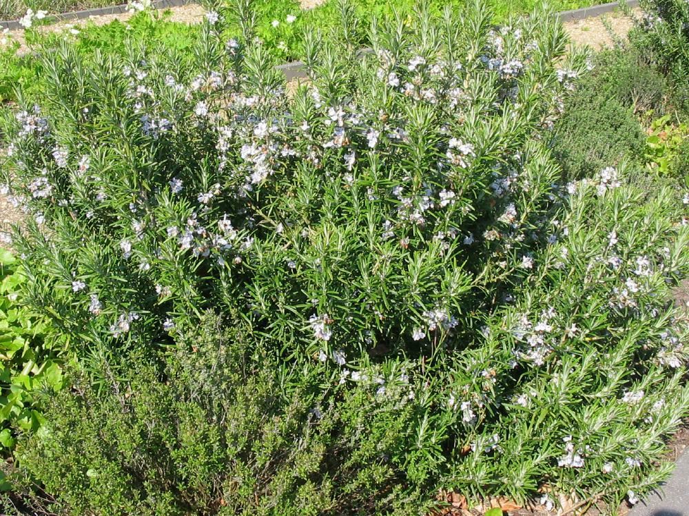 Plantenfiche-Rosmarinus-officinalis-Rozemarijn-