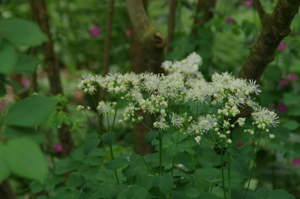 Plantenfiche-Thalictrum-aquilegifolium-Album-