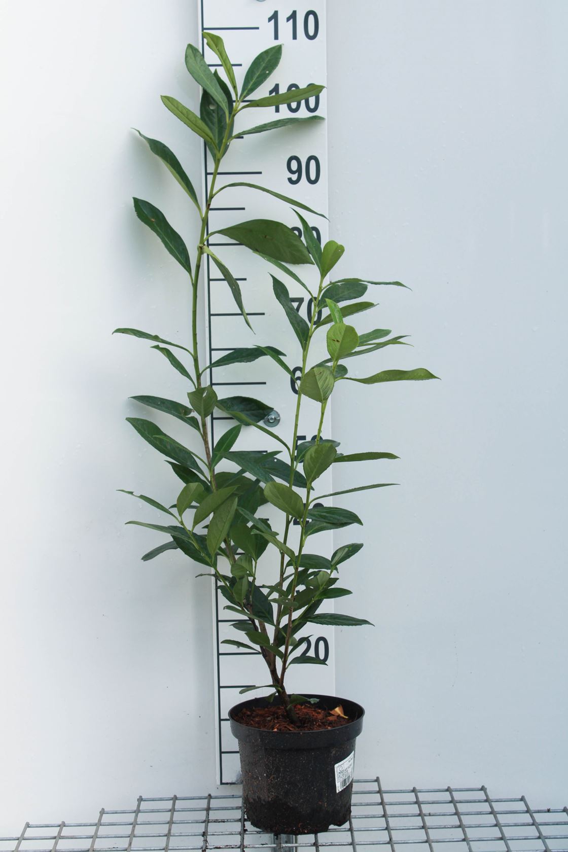 Prunus laurocerasus 'Caucasica' - pot 3L - 60-80 cm