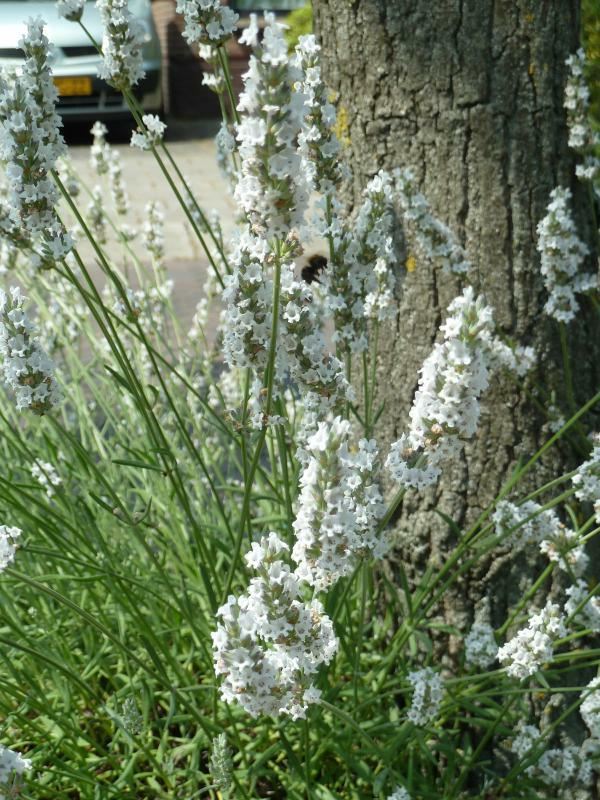Plantenfiche-Lavandula-x-intermedia-Edelweiss-Witte-lavendel-