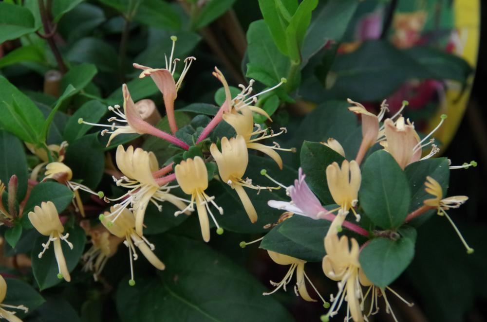 Plantenfiche-Lonicera-japonica-Red-World-