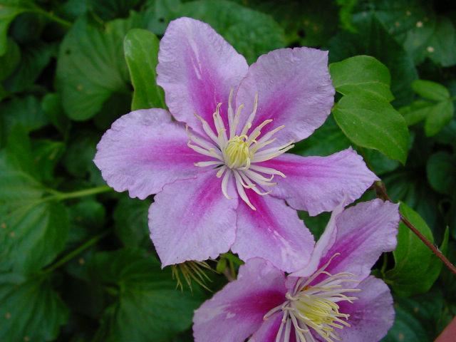 Plantenfiche-Clematis-Piilu-