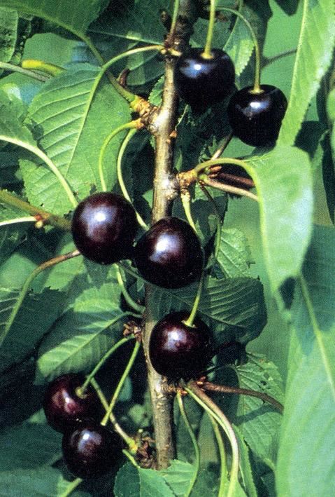Plantenfiche-Prunus-avium-Kordia-Zoete-kers-