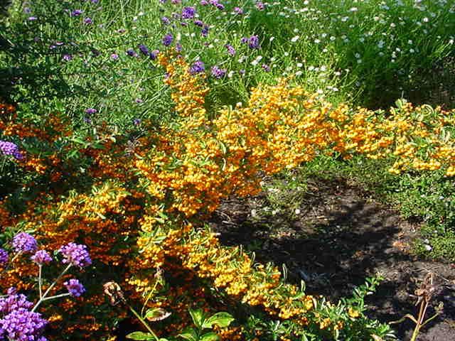 Plantenfiche-Pyracantha-Golden-Charmer-