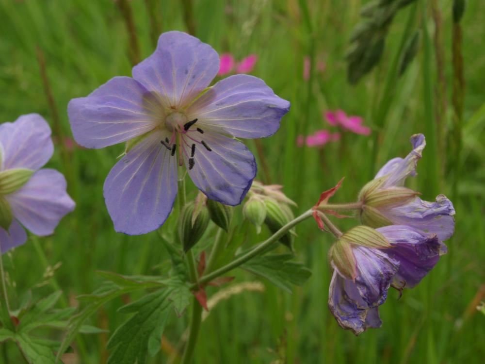 Plantenfiche-Geranium-pratense