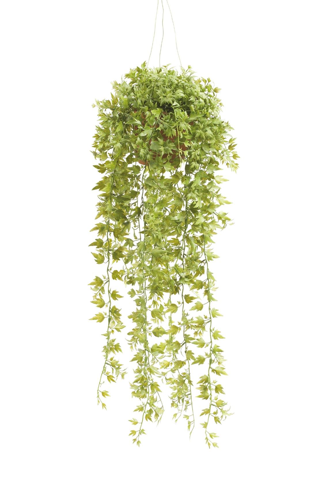 Ivy-hanging-bush-green-in-pot-D11x50cm