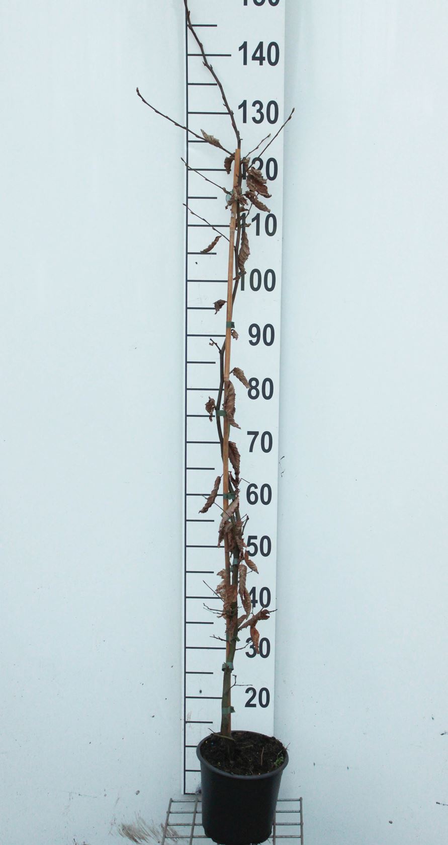 Carpinus betulus - pot - 100-125 cm